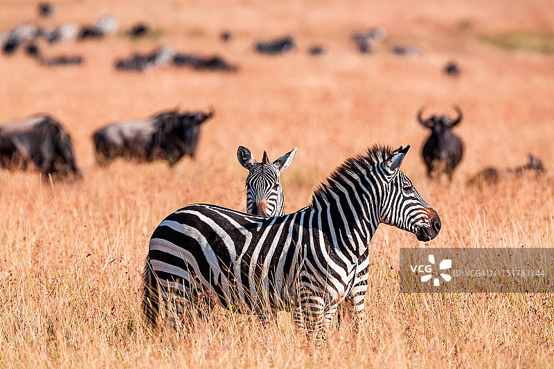 大迁徙中的斑马和牛羚图片素材