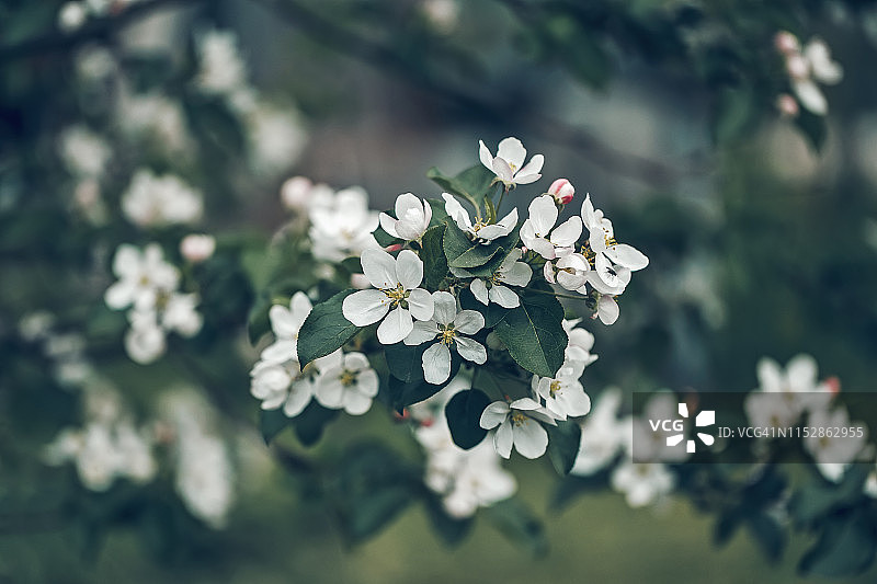 苹果树在春天开花图片素材