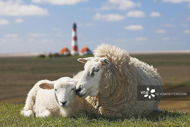 德国石勒苏益格-荷尔斯泰因半岛韦斯特赫弗的北海堤以西以西灯塔前的堤上，家养绵羊(羊羊)和羔羊躺在堤上图片素材