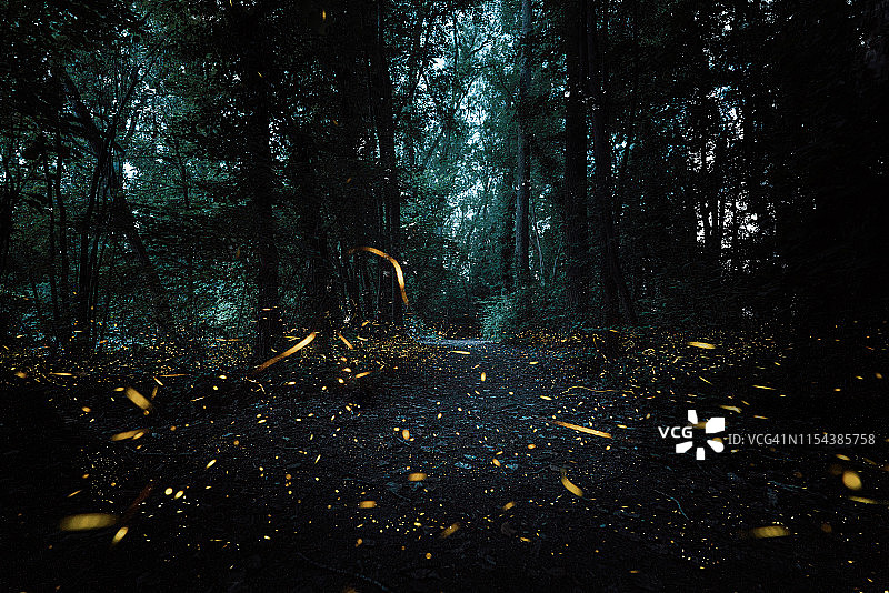 萤火虫在森林里，黑暗魔幻的心情图片素材