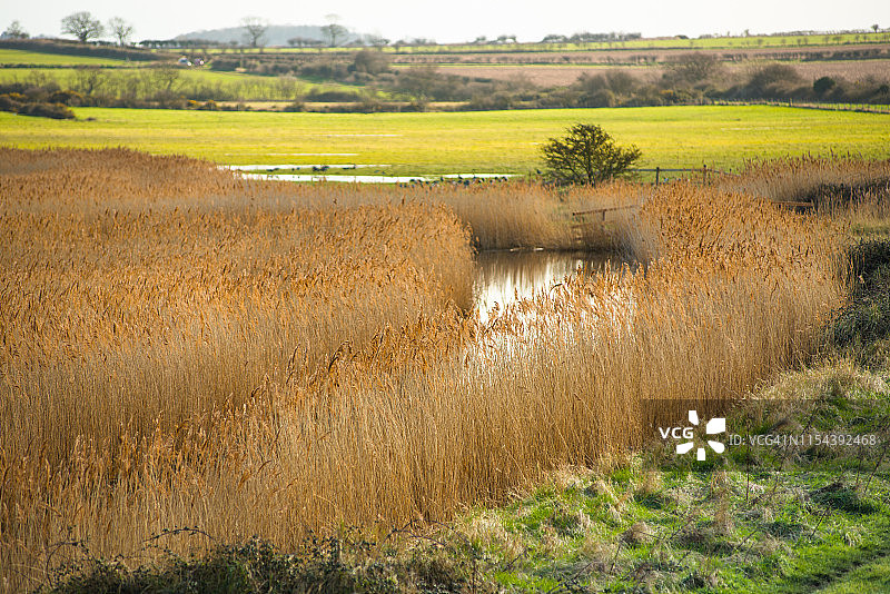 欧洲，英国，东安格利亚，诺福克，靠近Burnham Overy Staithe的诺福克海岸路径国家步道湿地上的金色芦苇图片素材