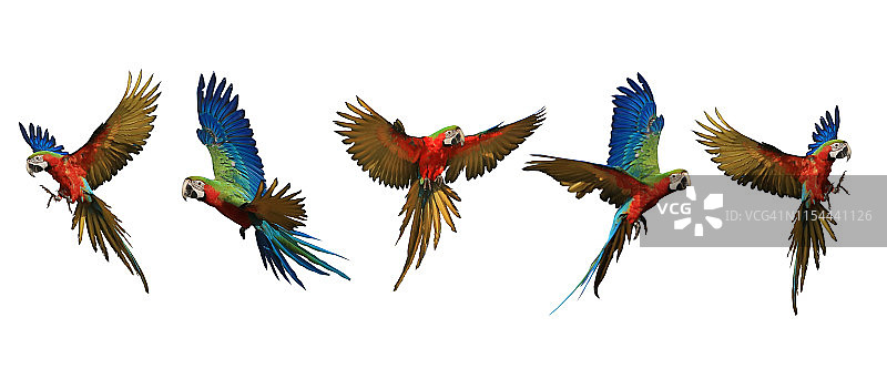 五只金刚鹦鹉的飞行图案。图片素材