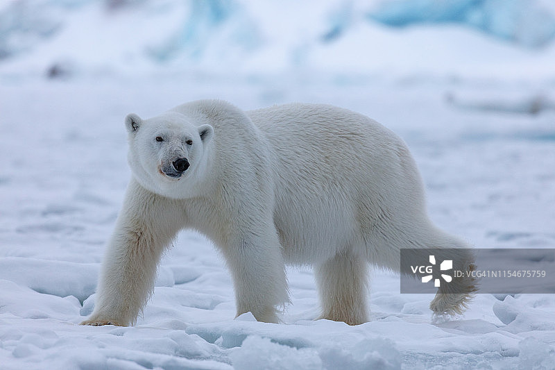 近距离拍摄的北极熊行走和看向右边图片素材