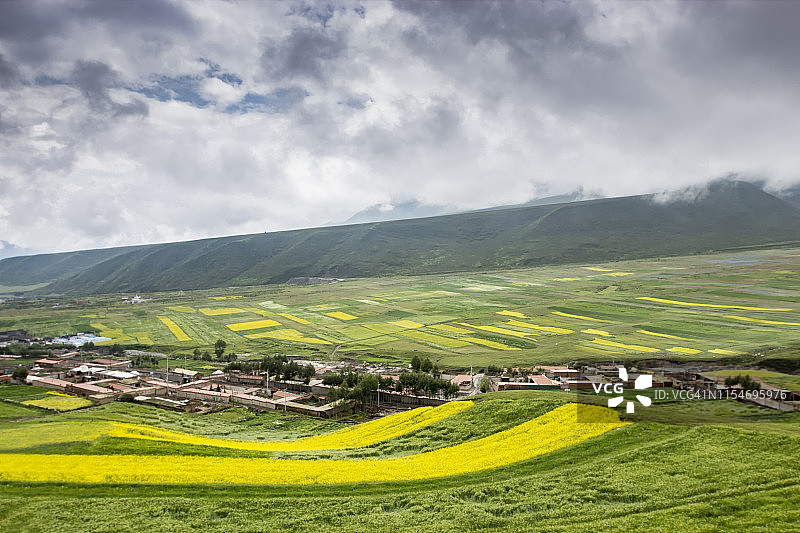中国青藏高原的油菜田图片素材