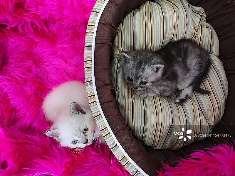 两只小猫躺在粉红色毛茸茸的毯子和宠物床(篮子)上。图片素材