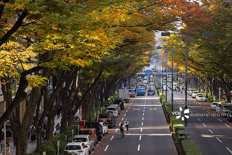 日本东京，涉谷表参道沿线的日本泽尔科娃树图片素材
