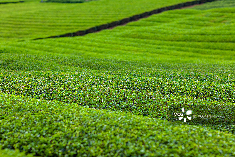 春天的早晨，新鲜的绿茶田。图片素材