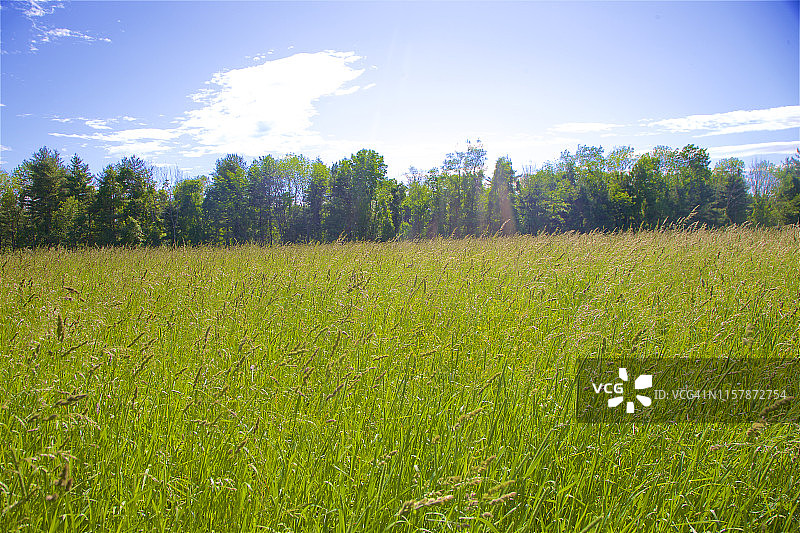 春天的草地，在Topsmead州立森林，利奇菲尔德，康涅狄格州图片素材