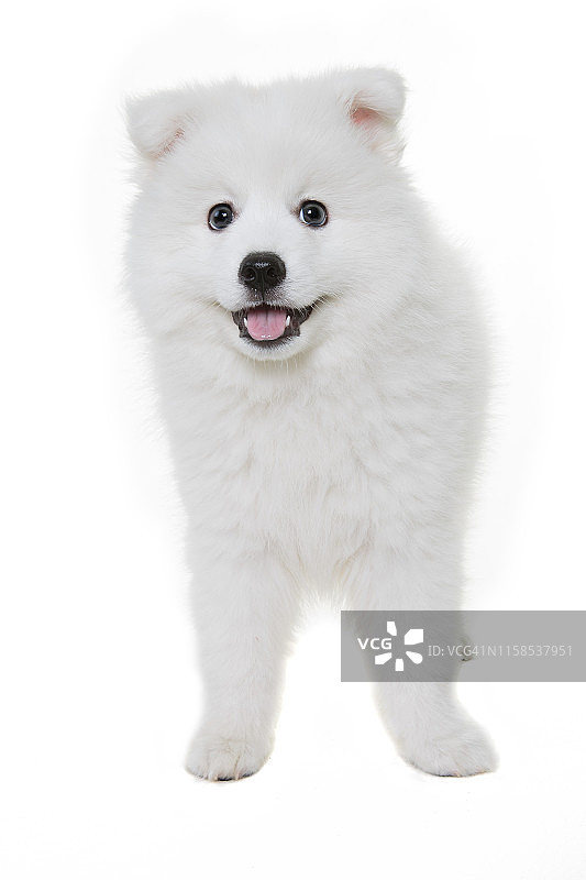 日本流浪狗站在白色的背景图片素材
