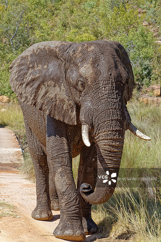 公牛大象前面和中心图片素材