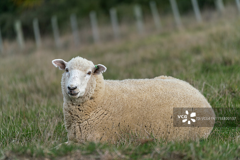 羊群在新西兰的一个农场的风景图片素材