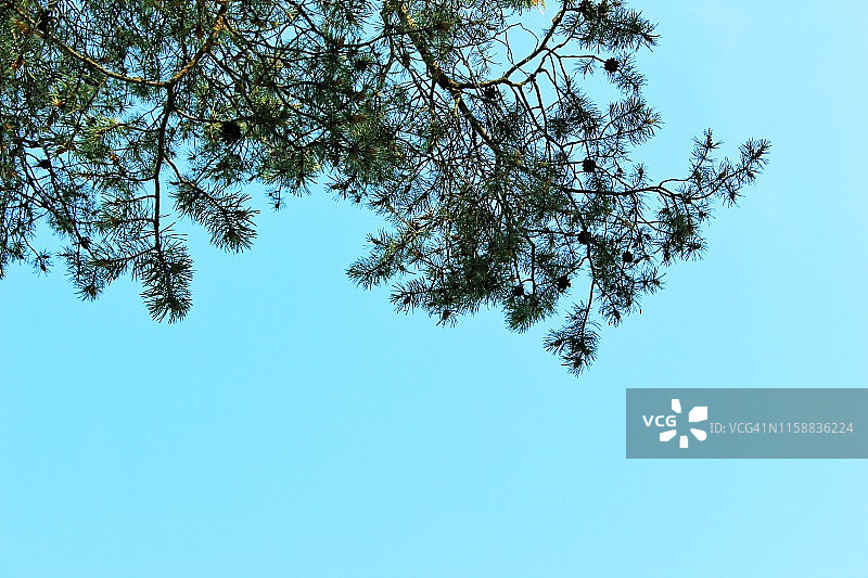 蓝色天空背景上的松枝和球果图片素材