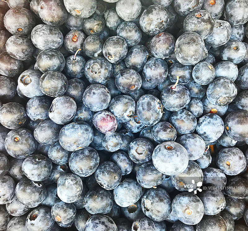 蓝莓。一堆蓝莓。自然背景图片素材