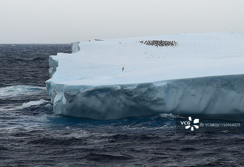 海燕在南极南大洋戴维斯站附近的一座冰山上飞来飞去图片素材