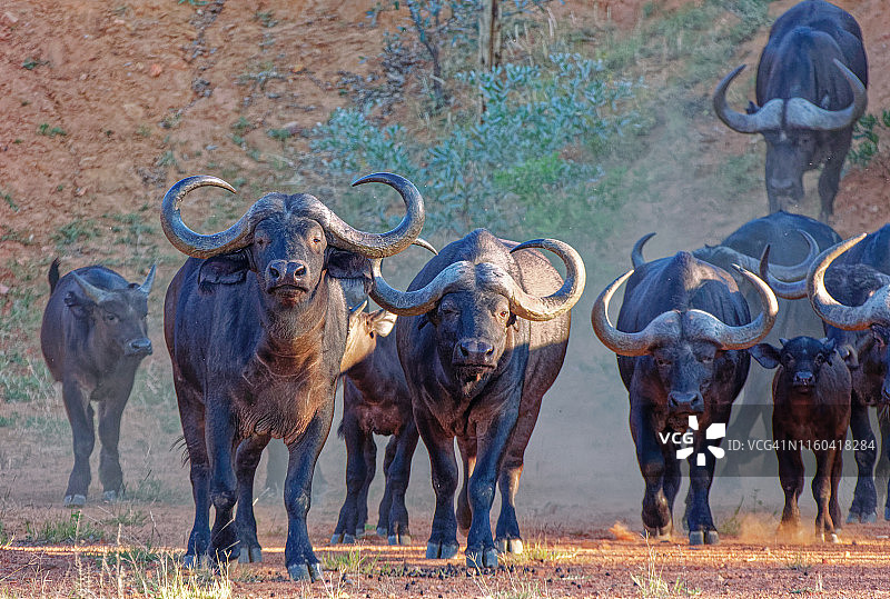 Cape Buffalo Herd方法图片素材