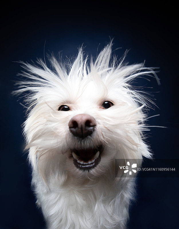 马耳他犬，摄影棚拍摄图片素材