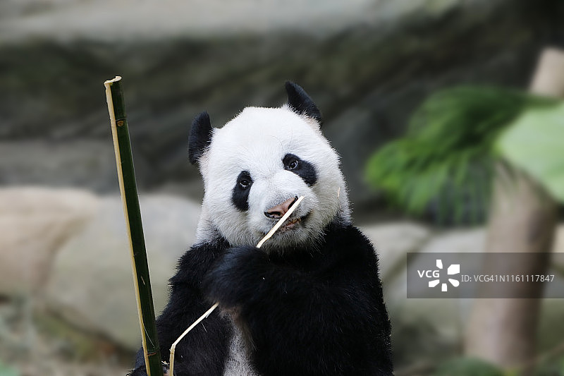 大熊猫(Ailuropoda melanoleuca)图片素材