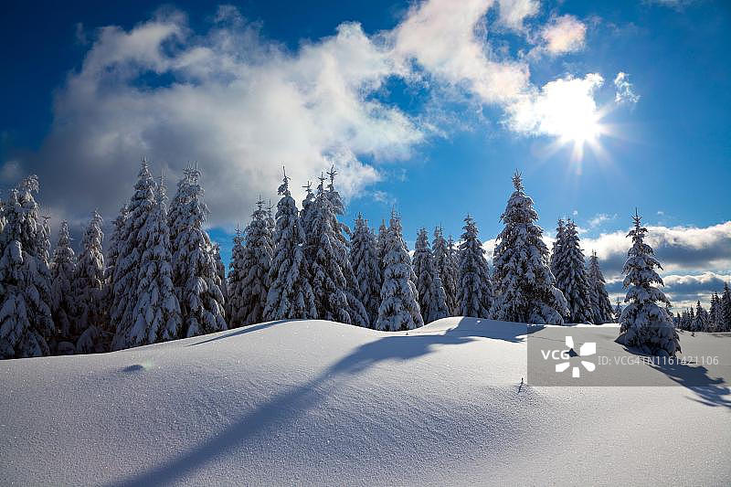 德国萨克森-安哈尔特哈尔茨国家公园，白雪覆盖的原生态冬季景观，白雪覆盖的云杉图片素材