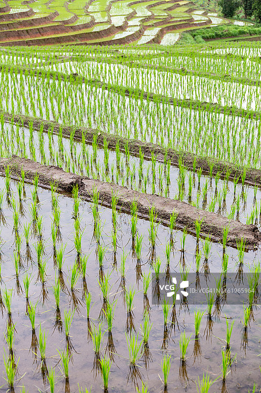 槟榔乡的绿色梯田图片素材