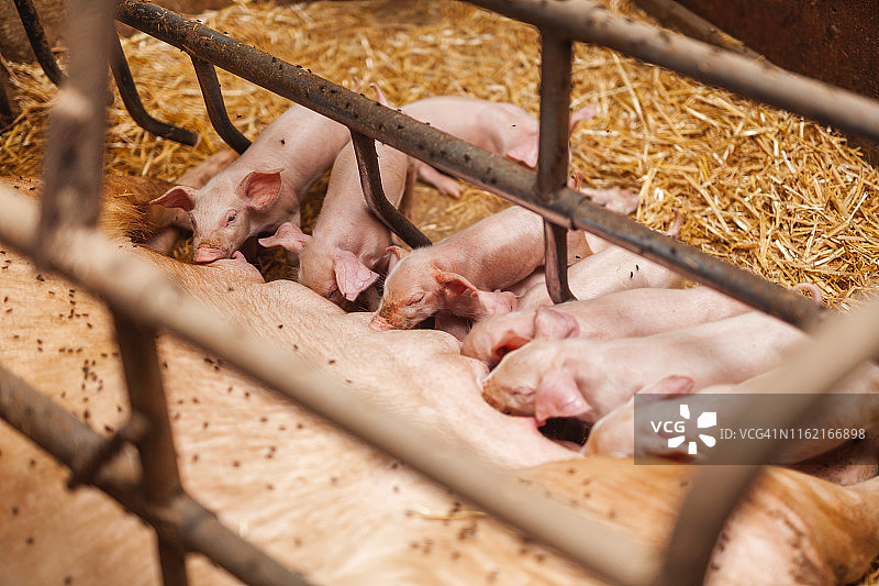 小猪在养猪场喝母猪的奶图片素材