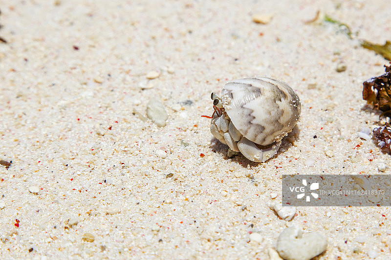 塞舌尔白色沙滩上一只孤独的螃蟹。图片素材