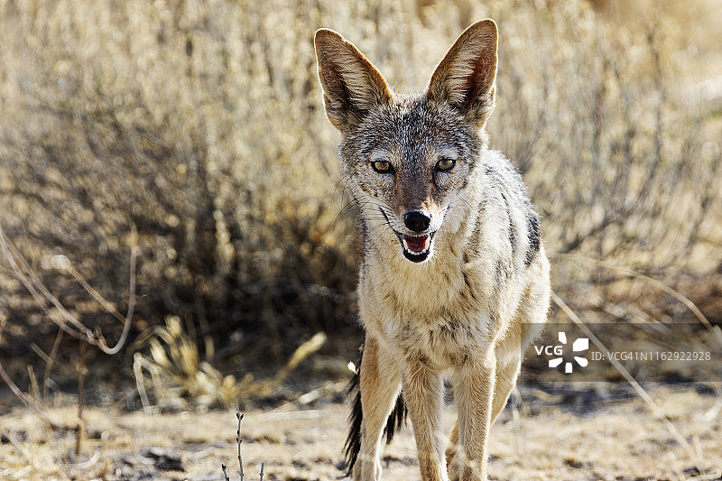 非洲纳米比亚埃托沙国家公园的黑背豺狼图片素材