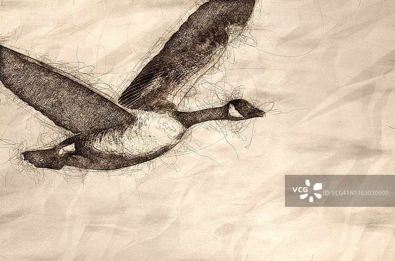加拿大鹅在河上飞行的素描图片素材