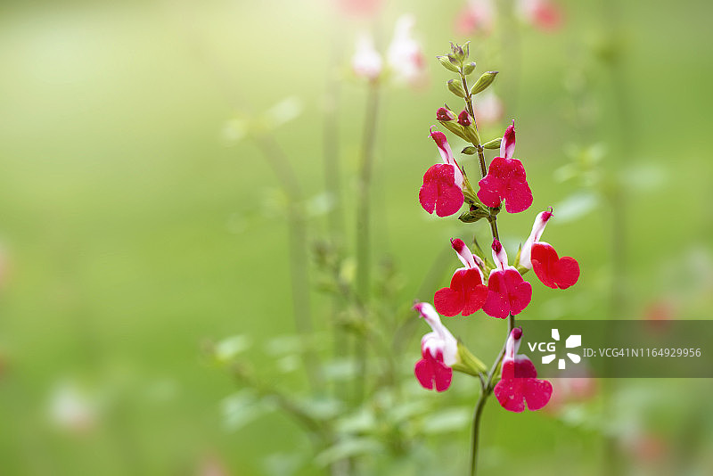 这是小叶鼠尾草“热唇”红白两色花朵的特写照片。图片素材