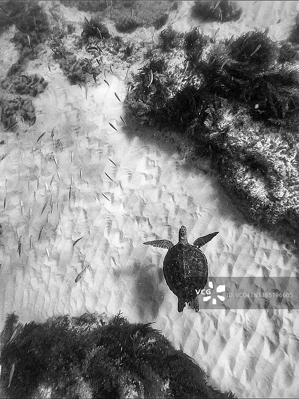 海龟印花(拜伦湾海龟)图片素材