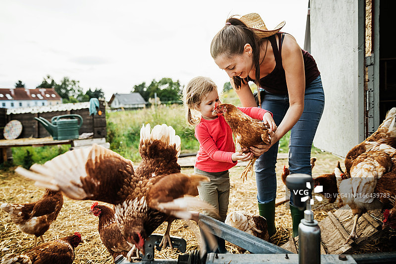 小女孩在农场帮助妈妈养鸡图片素材