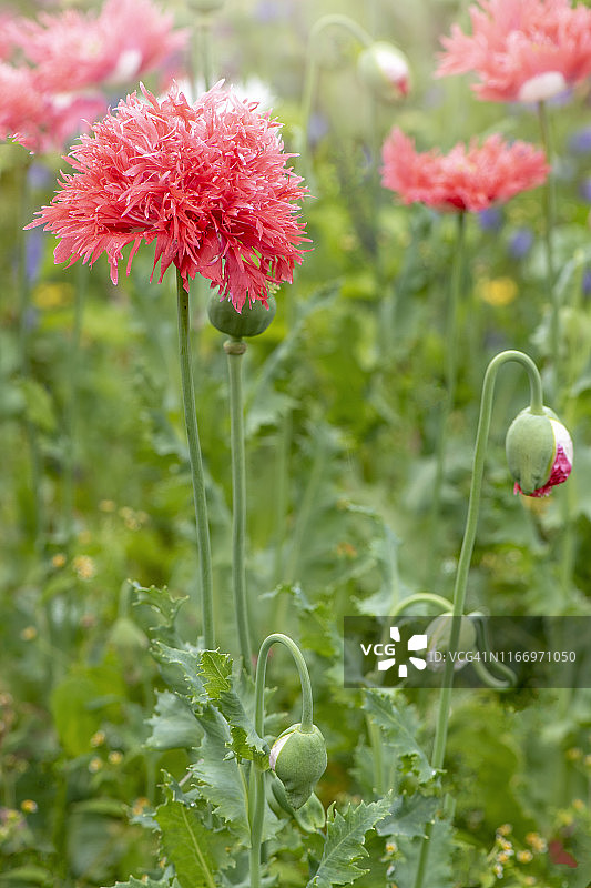 美丽的粉红色罂粟-罂粟花盛开在柔软的夏季阳光也被称为面包种子或宽种子罂粟图片素材