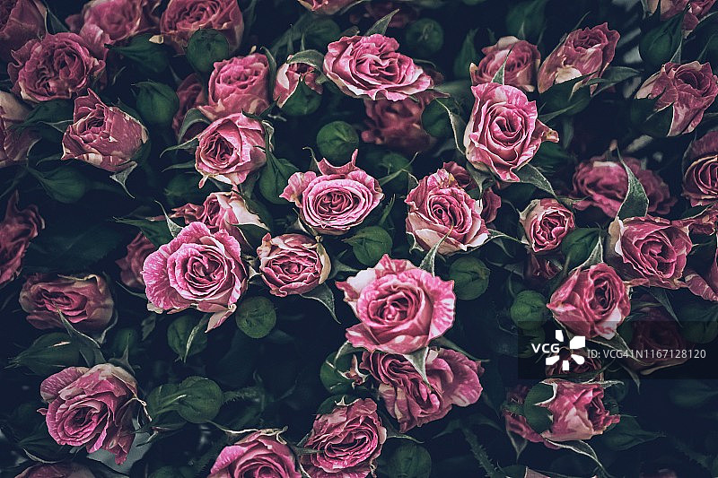 粉色玫瑰盛开的户外特写，曼谷图片素材