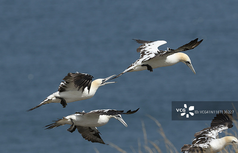 鹅(Morus bassanus)飞过悬崖边缘的幽默镜头。其中一只塘鹅正要咬它前面的鸟的尾巴。图片素材