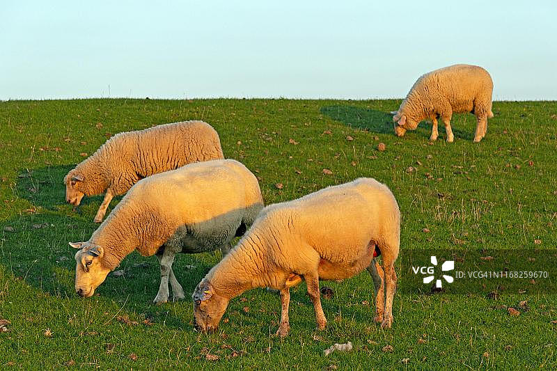 德国石勒苏益格-荷尔斯泰因石勒苏益格河堤上的绵羊(绵羊)图片素材