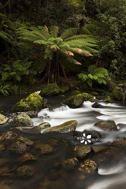 澳大利亚维多利亚州，大奥特威国家公园，幽灵瀑布，圣乔治河上的蕨类植物图片素材