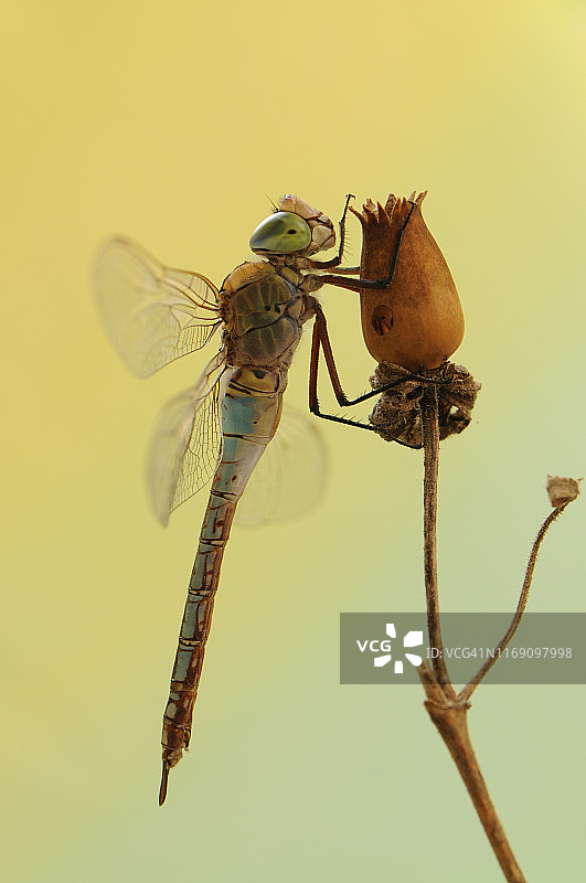 那只展开翅膀的蜻蜓坐在一朵干花上图片素材