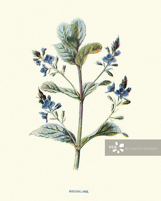 Speedwell或brooklime, Veronica beccabunga，肉质草本植物图片素材