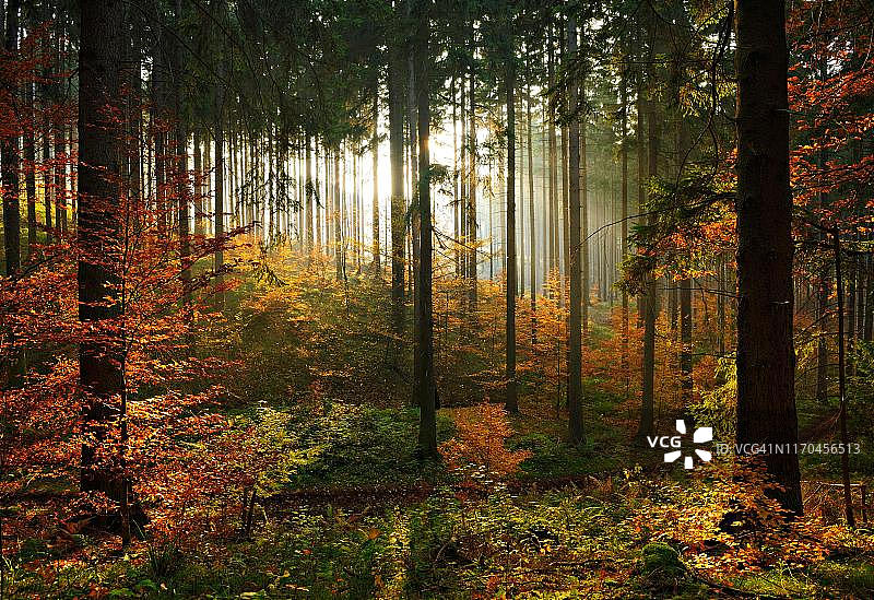德国萨克森-安哈尔特州曼斯菲尔德附近的哈尔茨前陆地东部，秋季由山毛榉(Fagus)开始更新的晴朗云杉林(云杉)图片素材