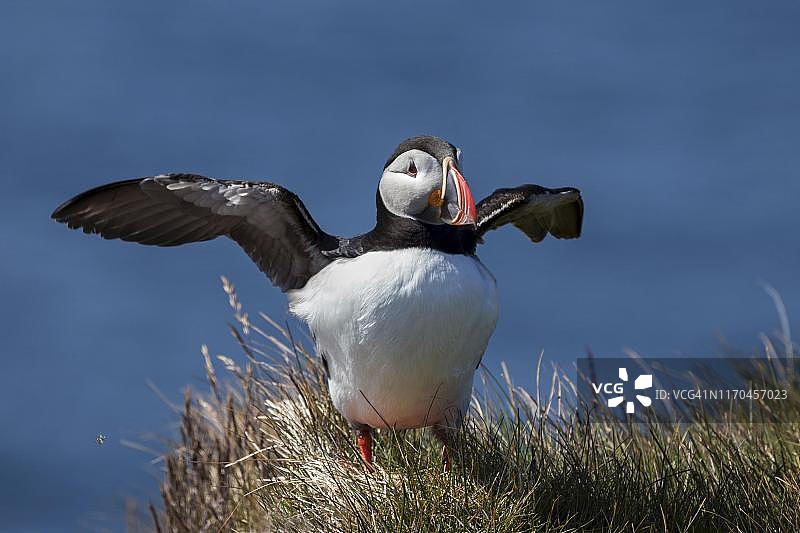 海鹦(北极海鹦)，站在草丛中，展开翅膀，鸟岩冰岛西峡湾拉特拉加德图片素材