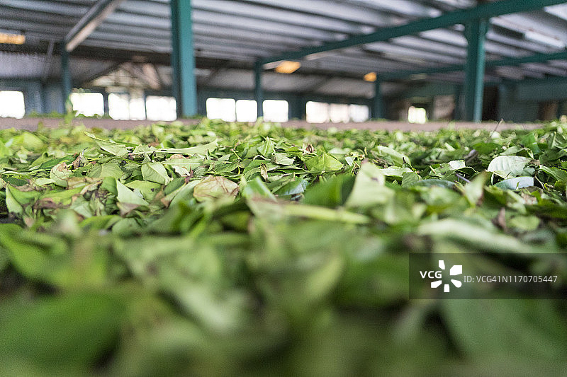 斯里兰卡茶叶厂关闭图片素材