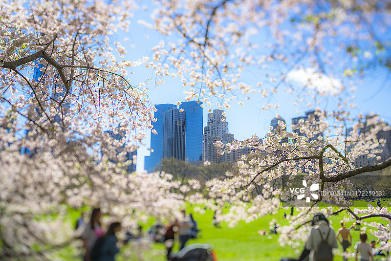 樱花被春天柔和的阳光照亮，被风吹动。人们在草地上休息。图片素材