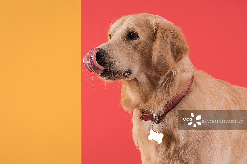 金毛猎犬在彩色墙壁前露出了脸颊图片素材