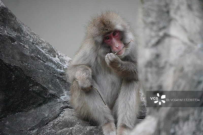 日本猴子图片素材