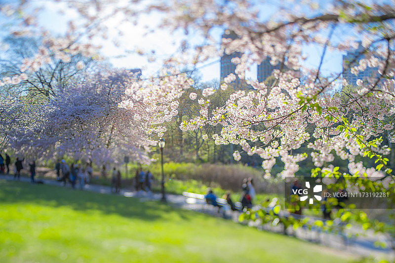 4月17日，在美国纽约中央公园，人们在樱花盛开的公园长椅上坐下，在人行道上散步。图片素材