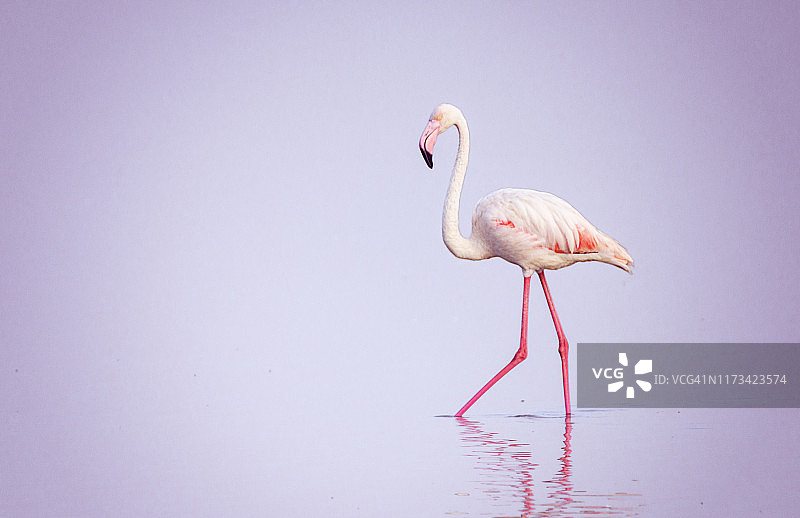 在安博塞利，肯尼亚，粉彩大火烈鸟的特写图片素材