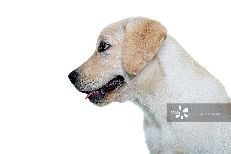 在白色背景下，一只拉布拉多寻回犬的头部照片远离了摄像机。图片素材