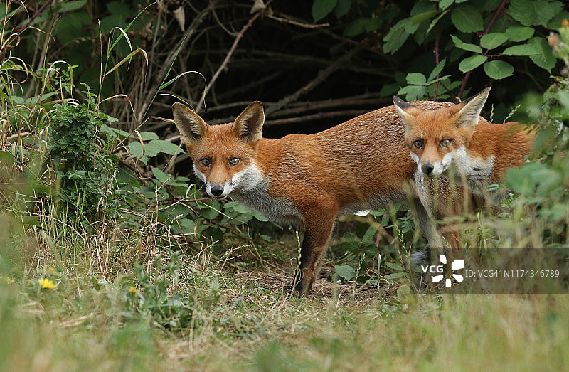 两只美丽的野生红狐(Vulpes Vulpes)正在长草中寻找食物。图片素材