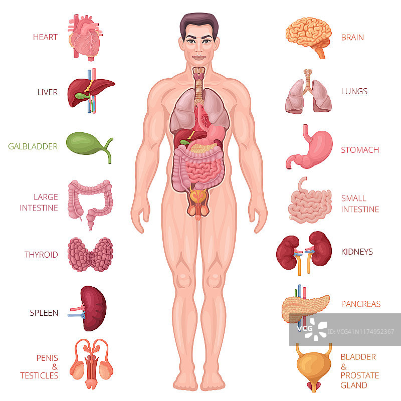 人体解剖学图标。男性的身体。图片素材