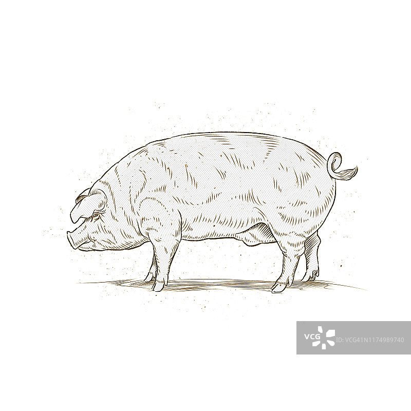 猪蚀刻插图图片素材