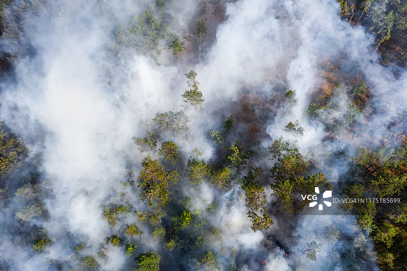 森林野火鸟瞰图。燃烧的森林和巨大的烟雾图片素材